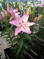 [1782 Justina TL No02.JPG]